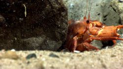A red crab (Chaceon quinquedens) with a particularly large claw. Image