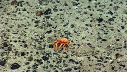 Orange squat lobster on a sand and pebble substrate Image