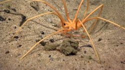 A pycnogonid sea spider Image