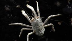 A white squat lobster with orange eyes on a black rock surface Image