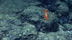 A red swimming shrimp over a boulder field. Image