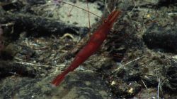 A large red shrimp with spindly legs and googly looking crossed eyes. Image