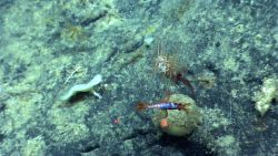 A shrimp swimming over a melon sponge and a number of feather star crinoids Image