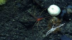 A pycnogonid sea spider traversing black volcanic rock Image