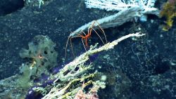 A pycnogonid sea spider crawling on what looks like a dead coral bush Image