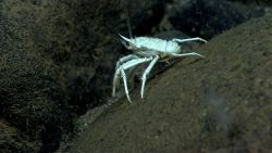 A white squat lobster with orange eyes. Image