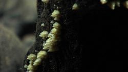 Small white barnacles on a rock outcrop. Image
