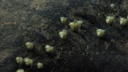 Small white barnacles with cirri extended on a rock outcrop. Image