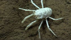 A white squat lobster with orange eyes. Image