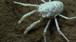 A white squat lobster with orange eyes. Image