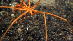 A pycnogonid sea spider eating something that it is holding with its proboscis. Image