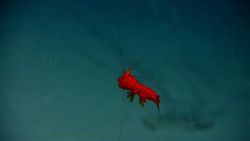 Appears to be a red mysid shrimp (Gnathophausia sp.) Image