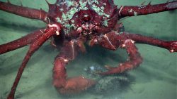 A large red lithodid crab feeding on a pancake urchin. Image