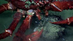 A large red lithodid crab feeding on a pancake urchin Image