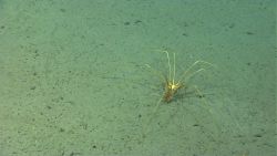 A pycnogonid sea spider on a silty seafloor. Image