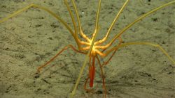 A pycnogonid sea spider on a silty seafloor Image