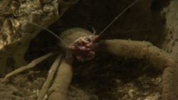 A very dirty squat lobster Image
