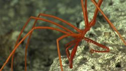 What appears to be a small white crustacean adhering to the leg of this pycnogonid sea spider Image