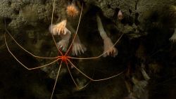 A pycnogonid sea spider on a vertical canyon wall crawling over cup corals. Image