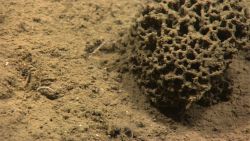 A xenophyophore - a large single-celled life form. Image