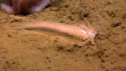A beautiful nudibranch crossing in front of a bobtail squid. Image