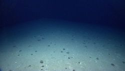 A field of xenophyophores. Image