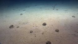 A field of xenophyophores. Image