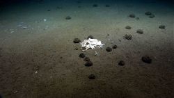 A field of xenophyophores near a large fish skeleton. Image