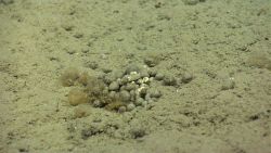 Pellets - probably some form of excrement Image