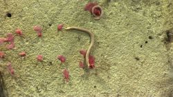 What are the long brown animals? Worms? Eels? Are they eating the Paragorgia recruits? Image