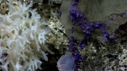 What appears to be a somewhat bizarre white sponge, purple octocorals with polyps retracted encrusting a large dead sponge, and a smaller white sponge Image