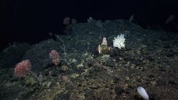 Parasol corals (Metallogorgia melanotrichos), a large white stylaster coral, a venus flower basket sponge, and other species adorn this seamount. Image