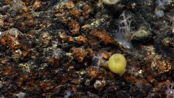 Small white corals, a yellow tunicate, and small sponges on an iron-oxide stained rock outcrop. Image
