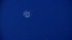What is this thing? Image