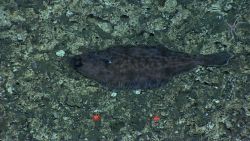 Fish lying in the seabed Image