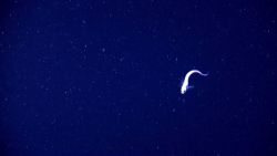 Eel fish Image