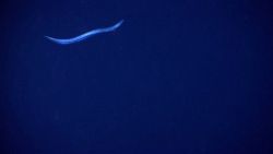 Eel fish Image