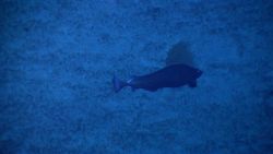 Fish in Ocean Image