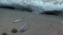 Eel fish Image