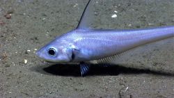 Eel fish Image