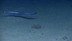 Eel fish Image