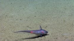 Eel fish Image