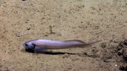 Eel fish Image