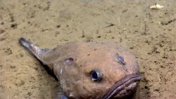 Eel fish Image
