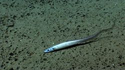 Eel fish Image