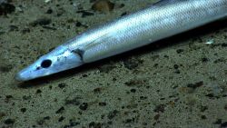 Eel fish Image