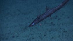 Eel fish Image