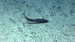 Fish in the sea Image