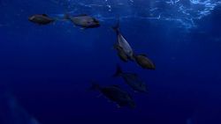 Fish deep in the ocean water Image