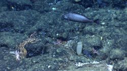 Fish in the ocean bed Image